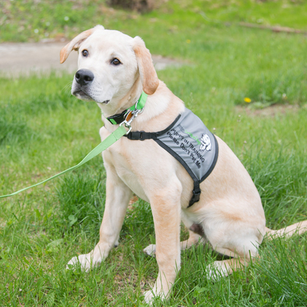 Website design for non-profits