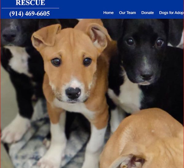 Web Design in Charleston, SC and Westchester, NY