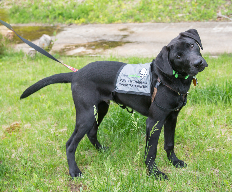 Nonprofit website design focused on fundraising, donor engagement, and community outreach in Charleston, SC, Westchester, NY and beyond.